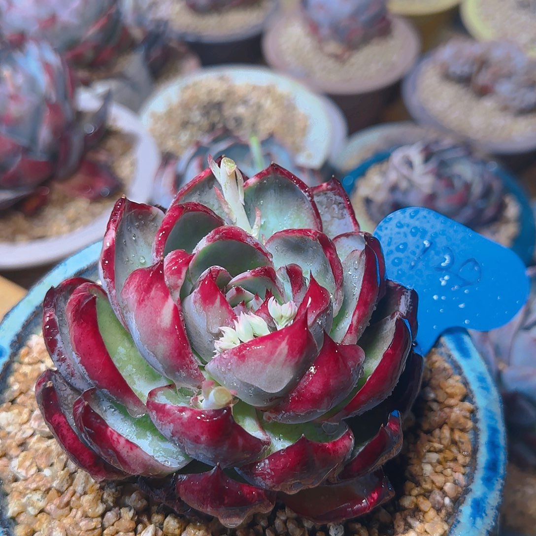 惊鸿仙子一物一拍129号