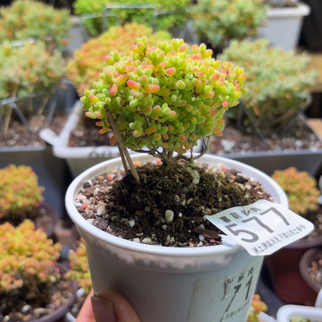 小***堡枝干番杏金桔糖球577