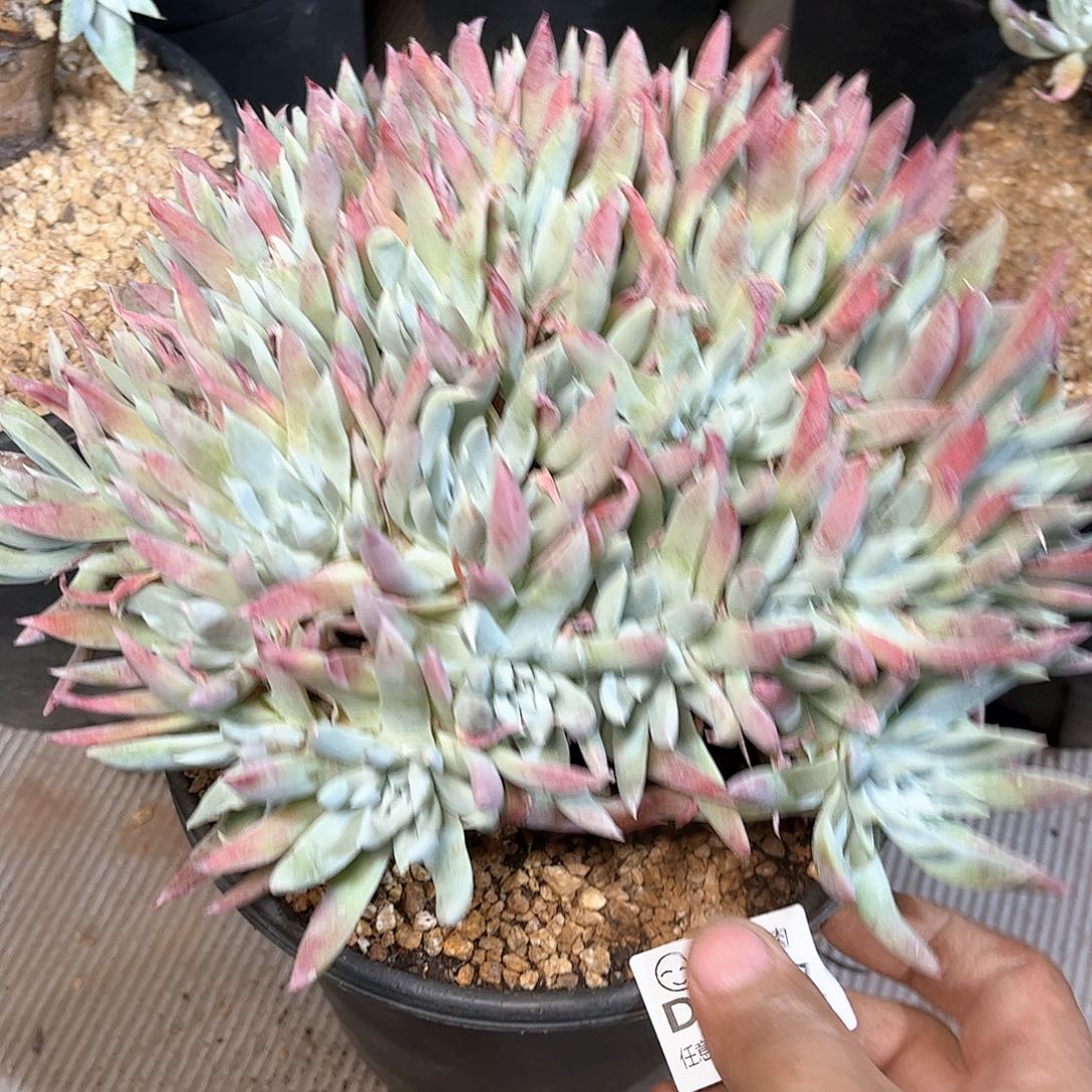 80437奴婢仙女杯多肉