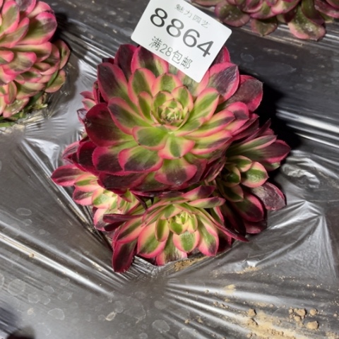 倾城多肉多肉8864