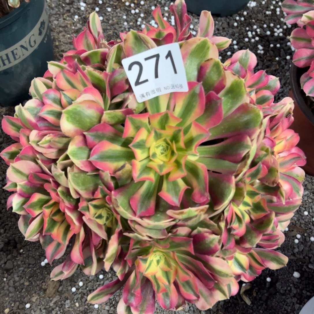 我是真的很喜欢这个