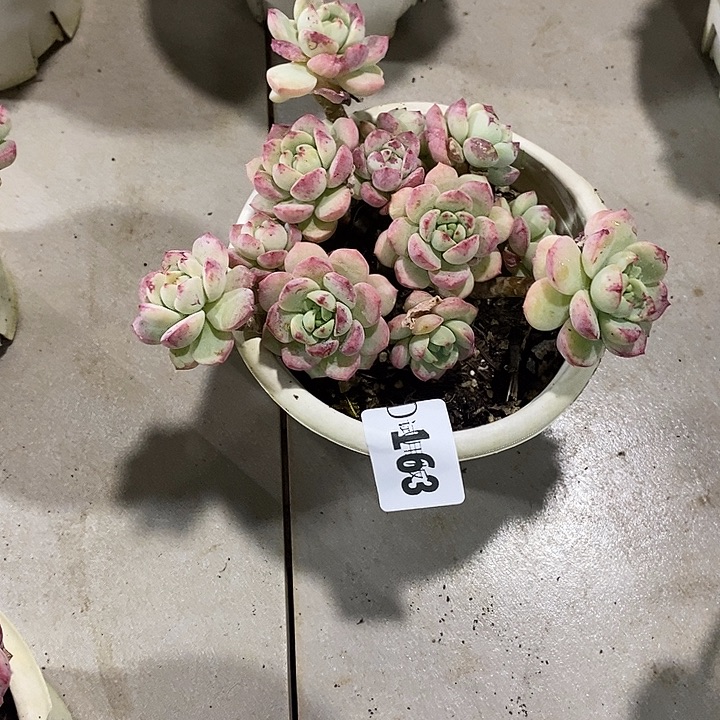 血***怕163香草多肉植物多肉