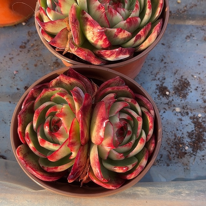 小***一惊鸿仙子多肉植物2颗322