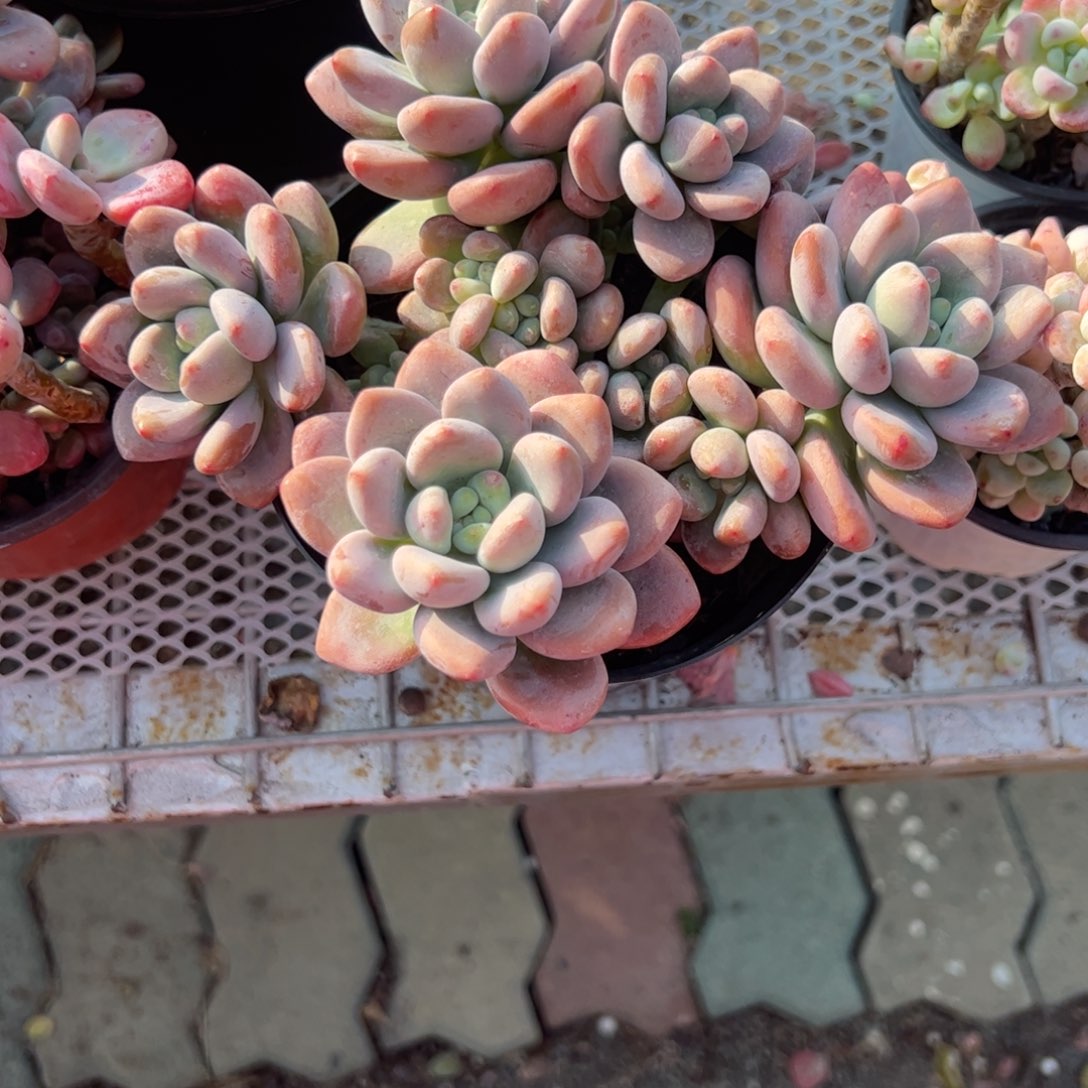 红军神争整群多肉植物精品