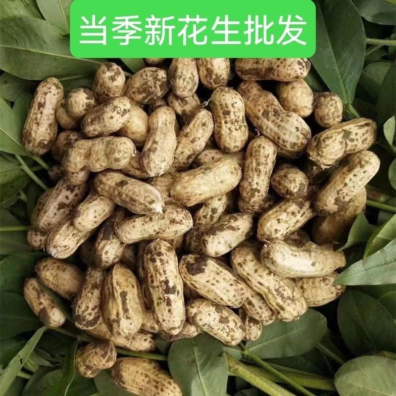 现薅现起新鲜带壳夏花生农户自种可水煮生吃煮粥凉菜榨油做酱料