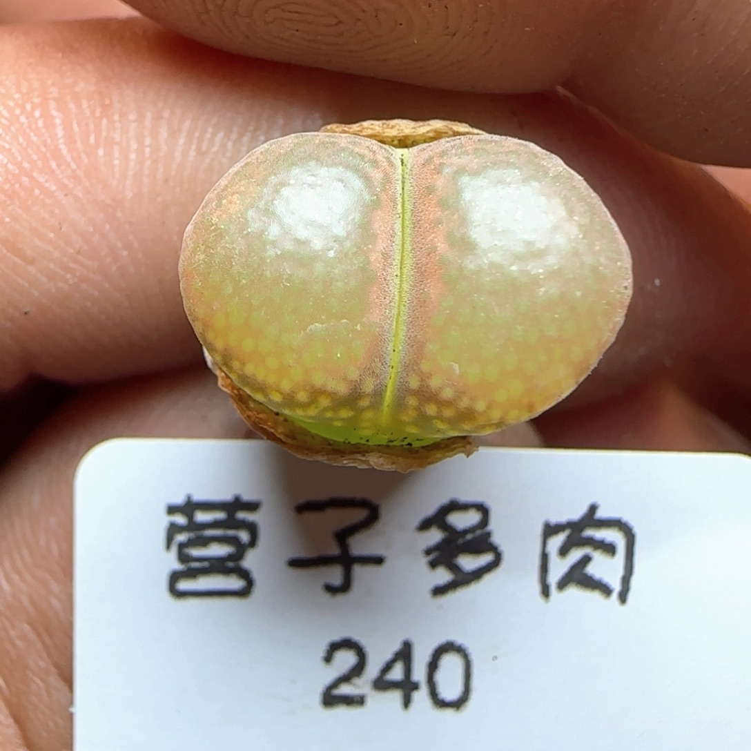 红宝石风铃。      