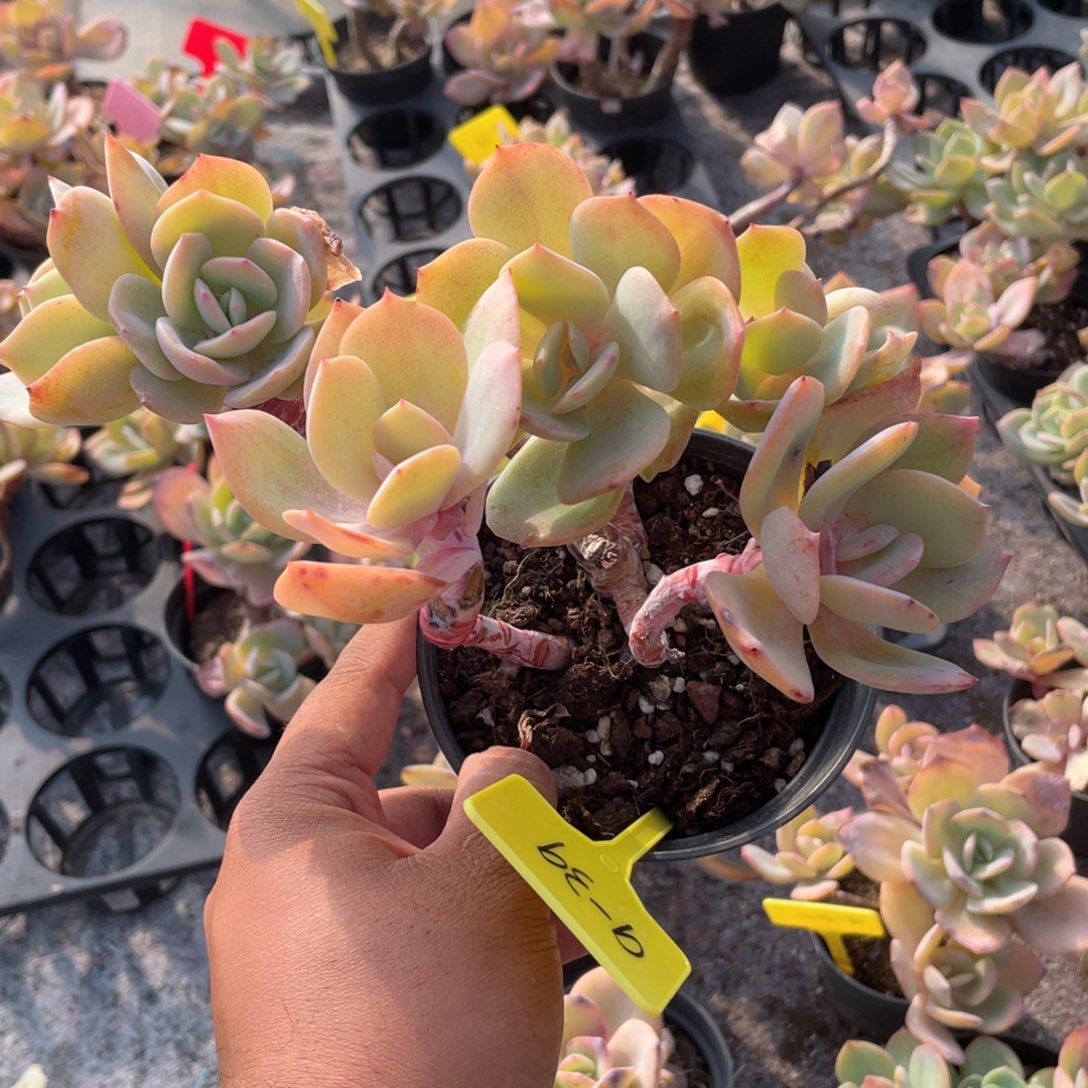 陈***碰1214  白凤  六月六