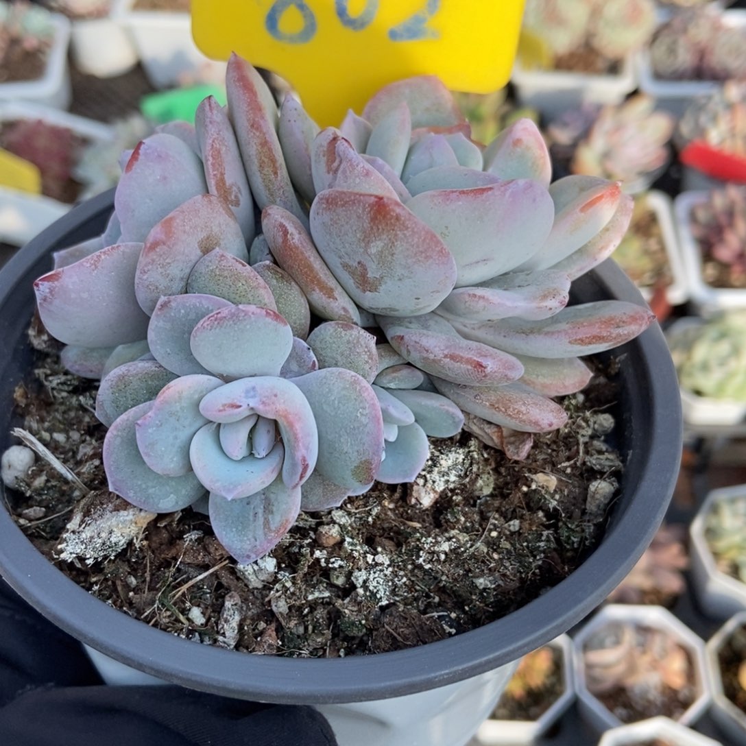 802奶茶多肉植物多肉