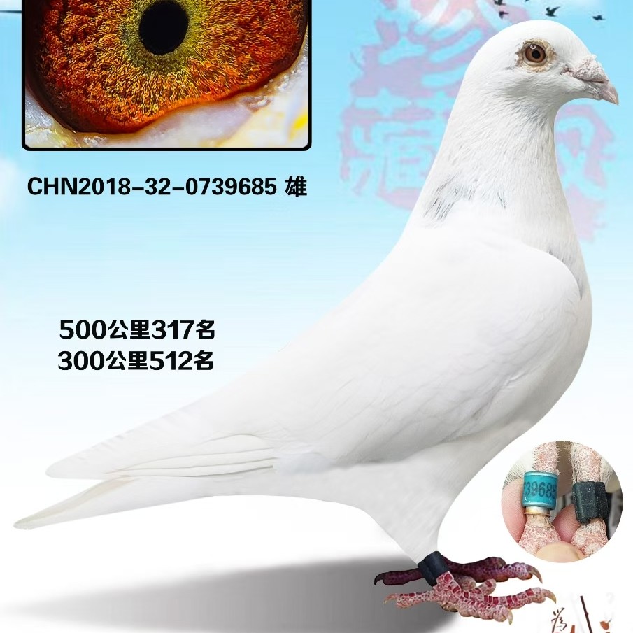 信鸽赛鸽种鸽公棚成绩鸽特比环鸽子