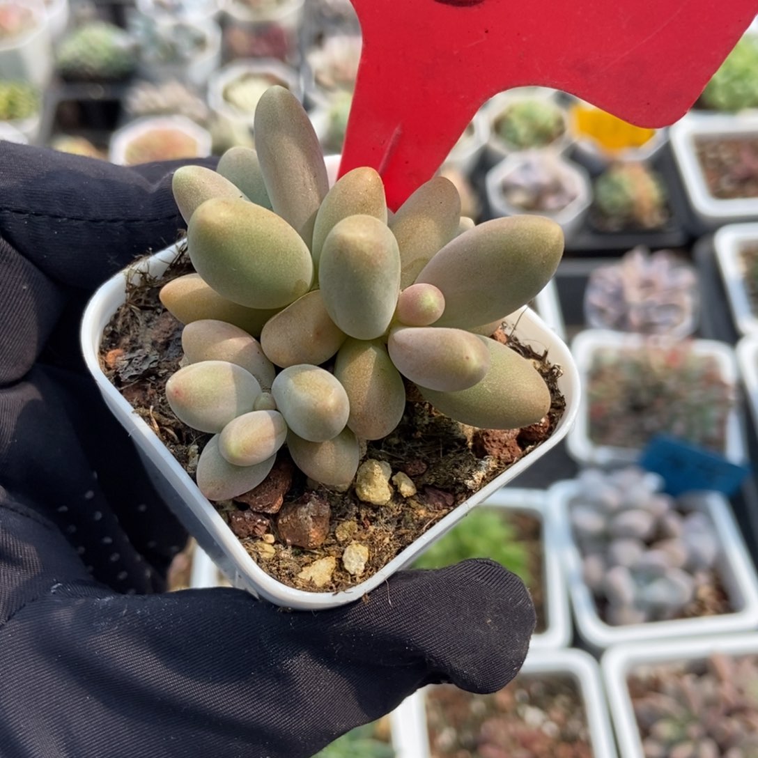 5糖果美人多肉植物保护