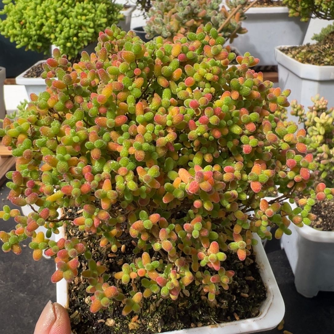 D2586蜜桔一物一拍