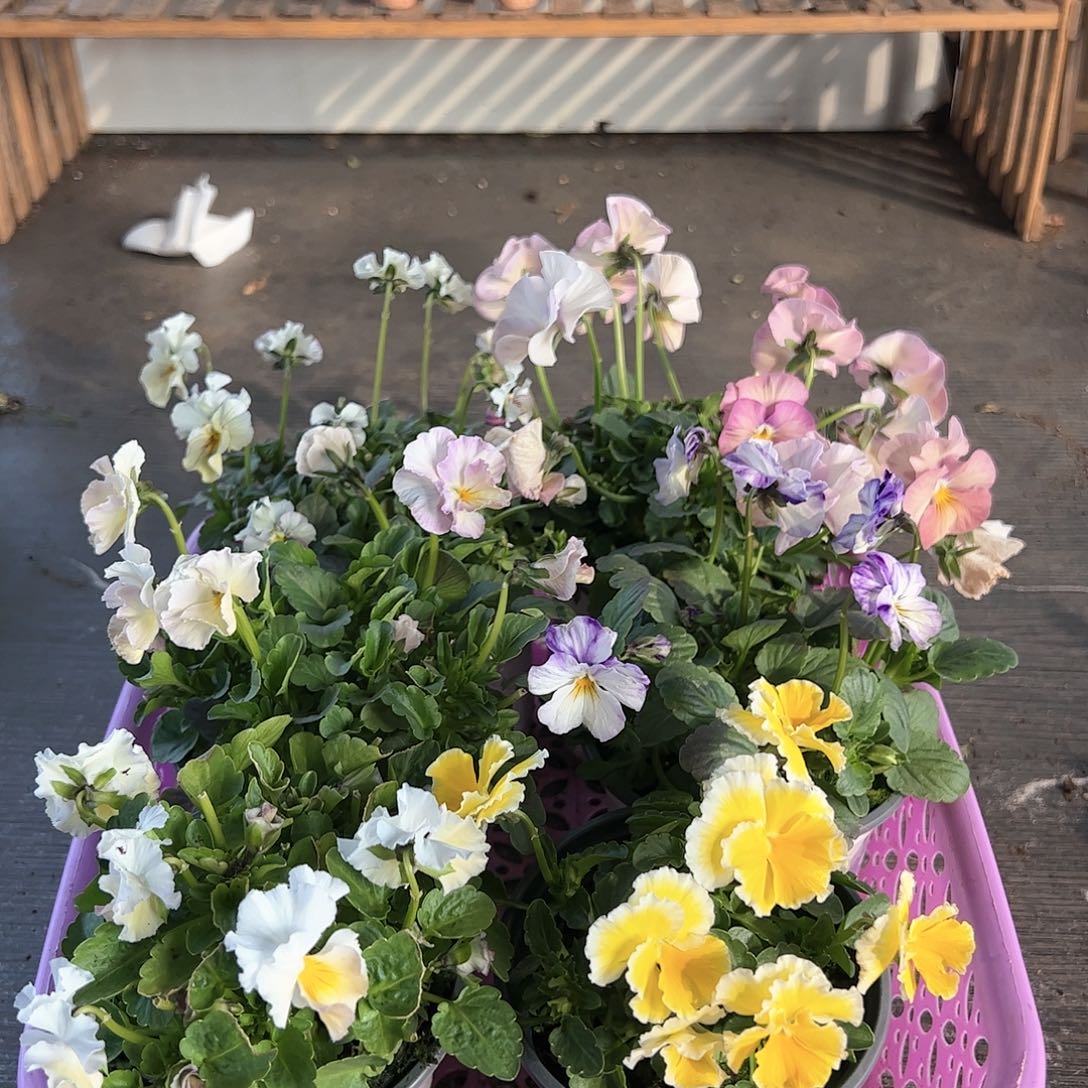 【闪购商品】116号