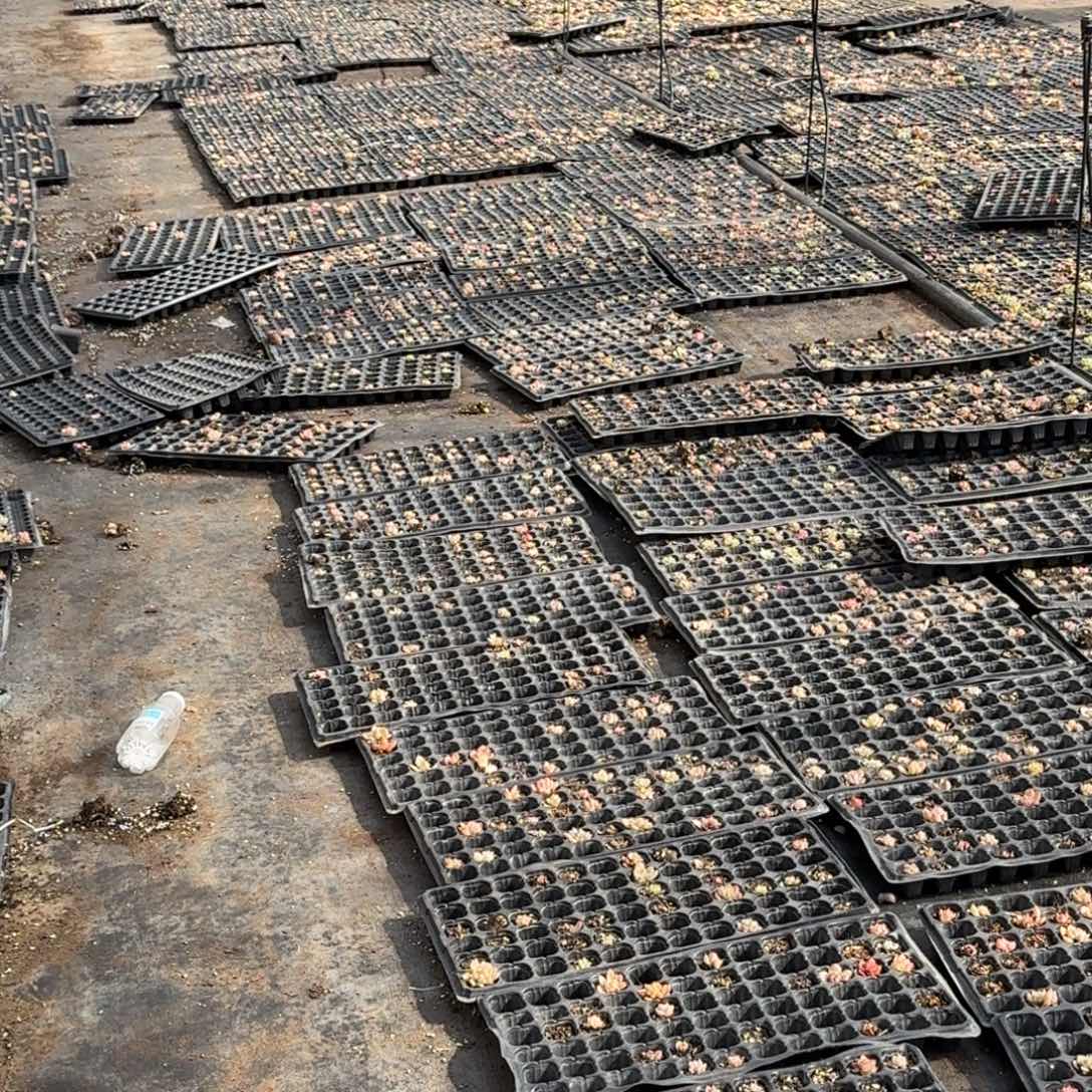 生病附近珍妮混合五十颗量拍（小慎拍）