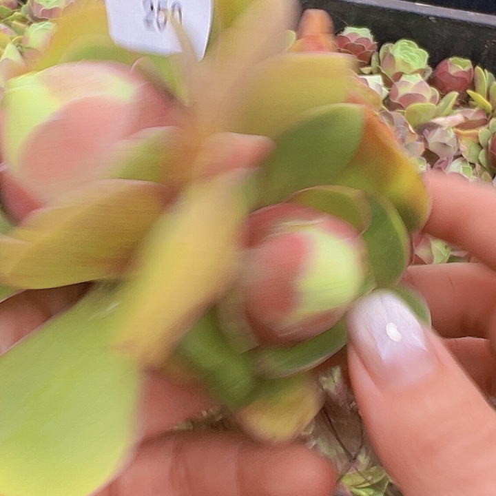 山地玫瑰多肉植物250