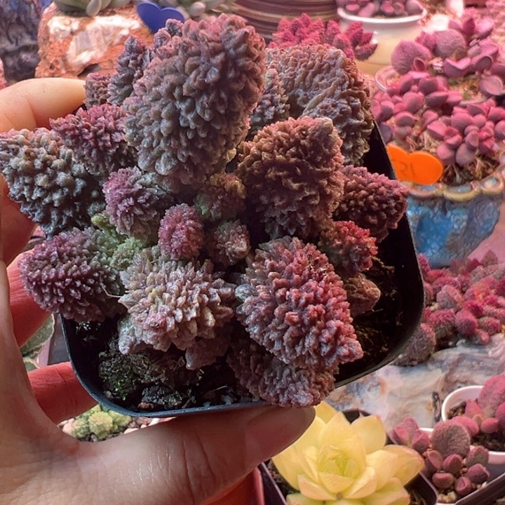 ?****我们都在努力着改变自己