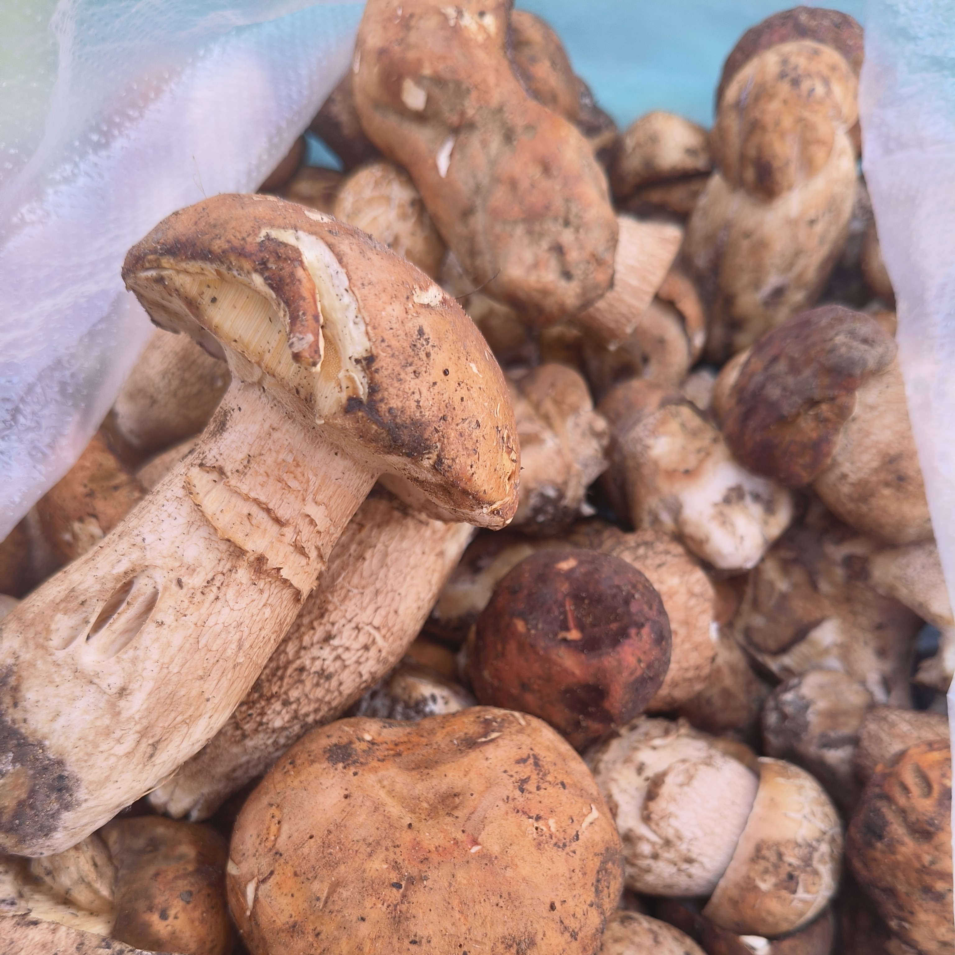 云南本地高原美味牛肝菌