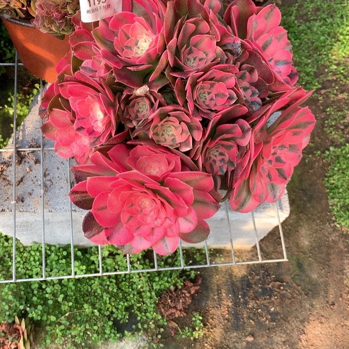 1195香妃多肉植物