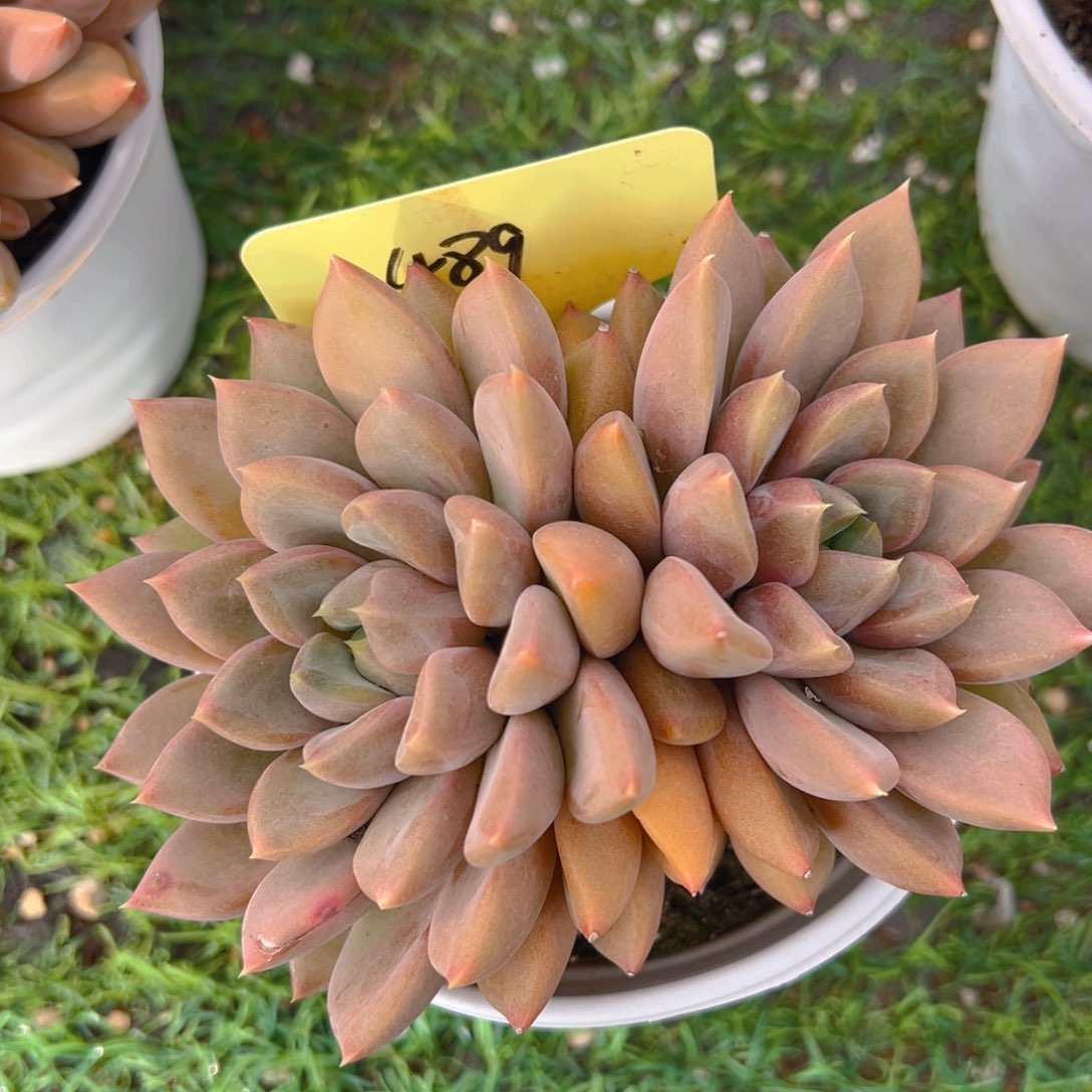 香玉的故事是一个人的故事吗