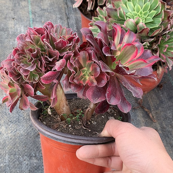 932美杜莎缀化多肉植物