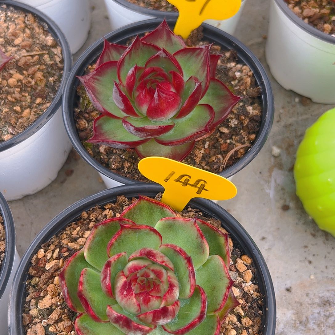 小惊鸿仙子157.144号8公分左右