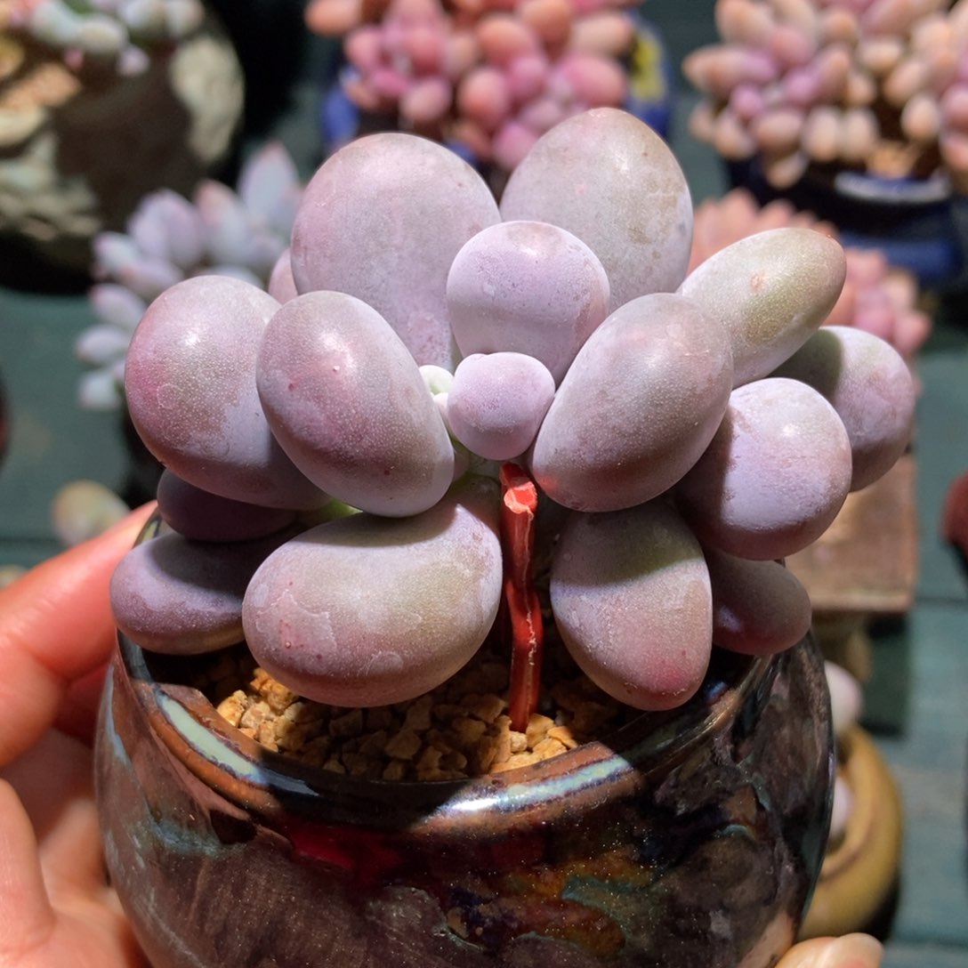 三头烟美人一物一拍