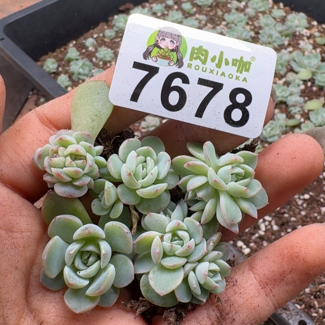 多肉植物多肉植物