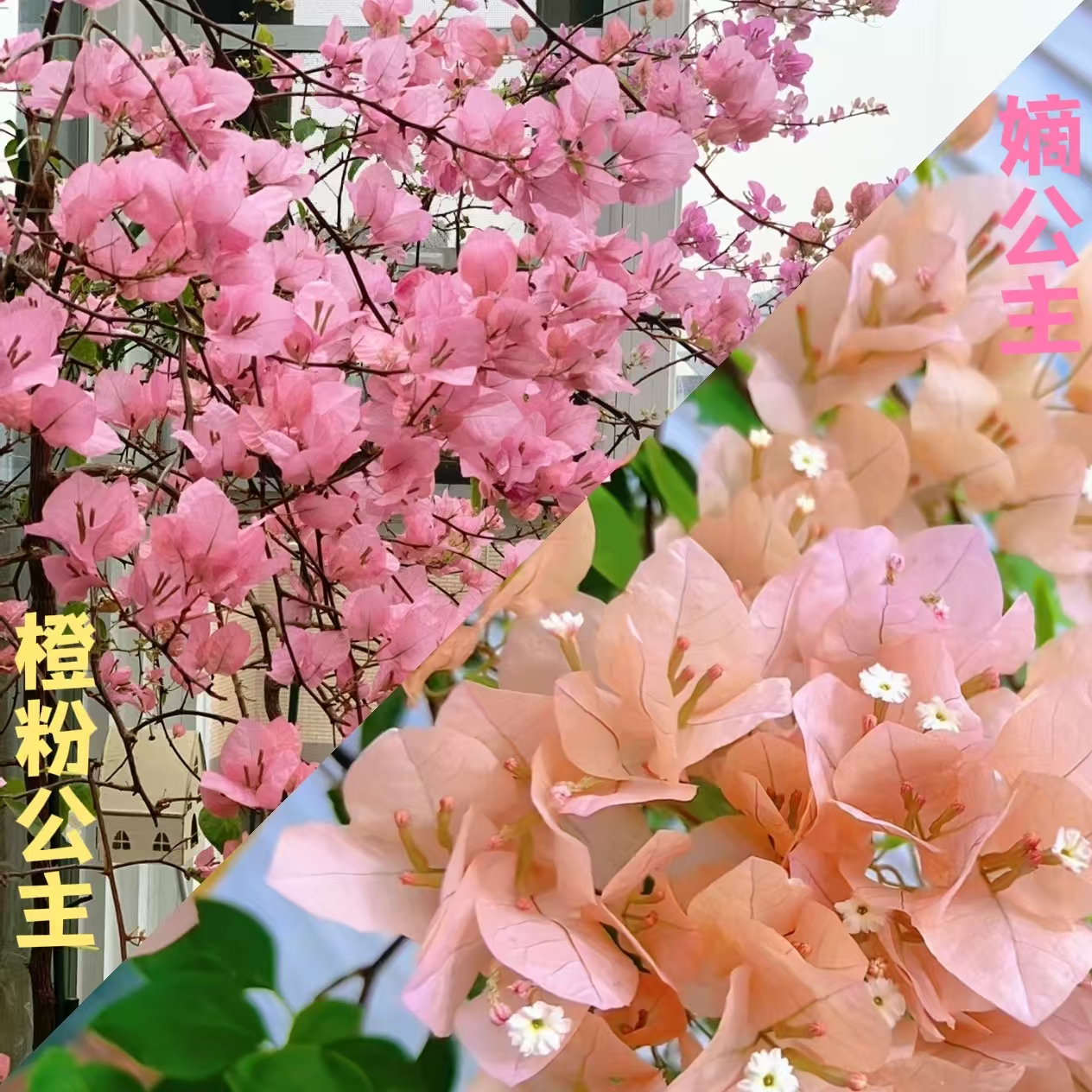 【嫡公主+橙粉公主】两颗袋苗勤花爬藤四季开花三角梅