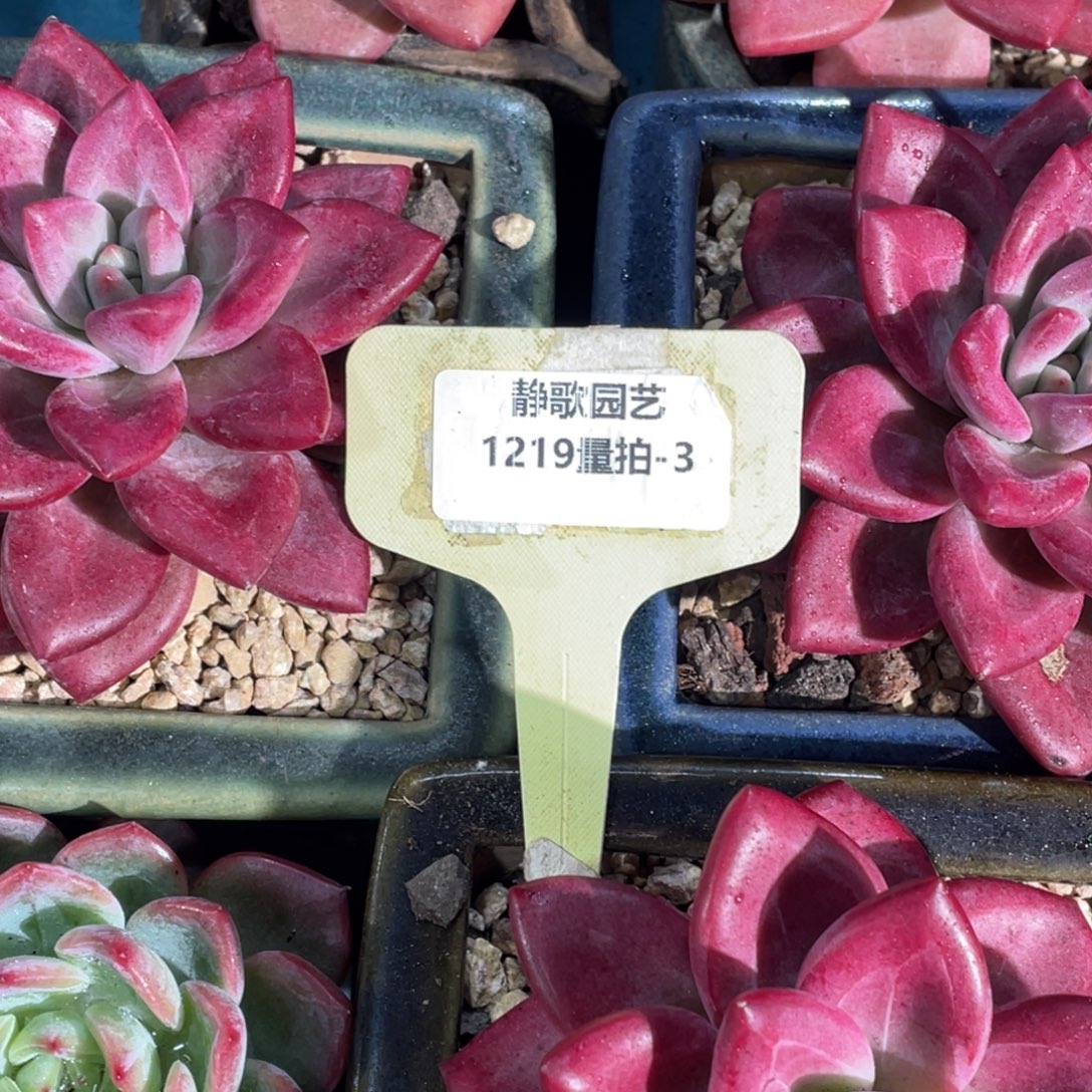 1219-3-单头赫菲斯托一棵