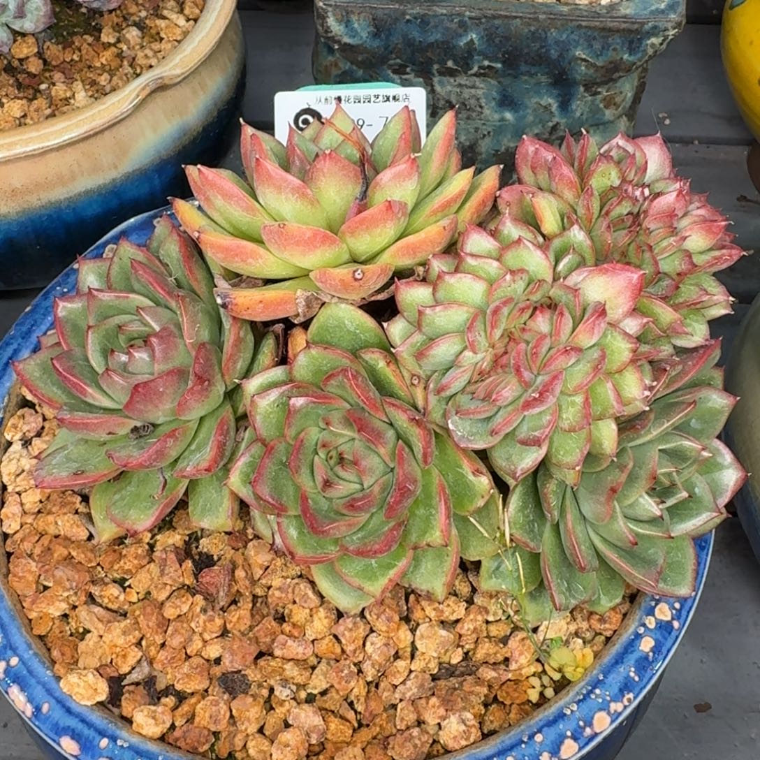 从前慢多肉精选编号0929.77