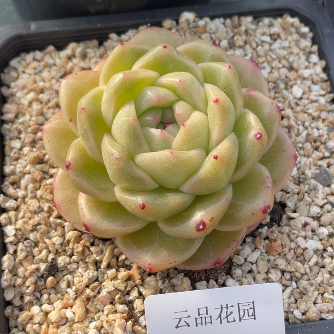 657号糖心冰心珍妮 M100