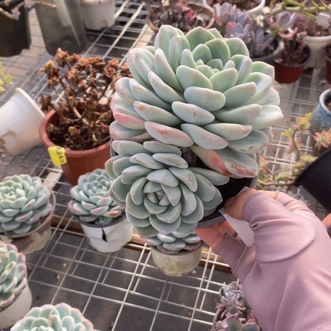 @***阳5600冰玉双头一物一拍