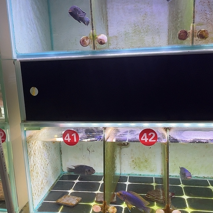 广***司慈鲷海豚斑马公鱼