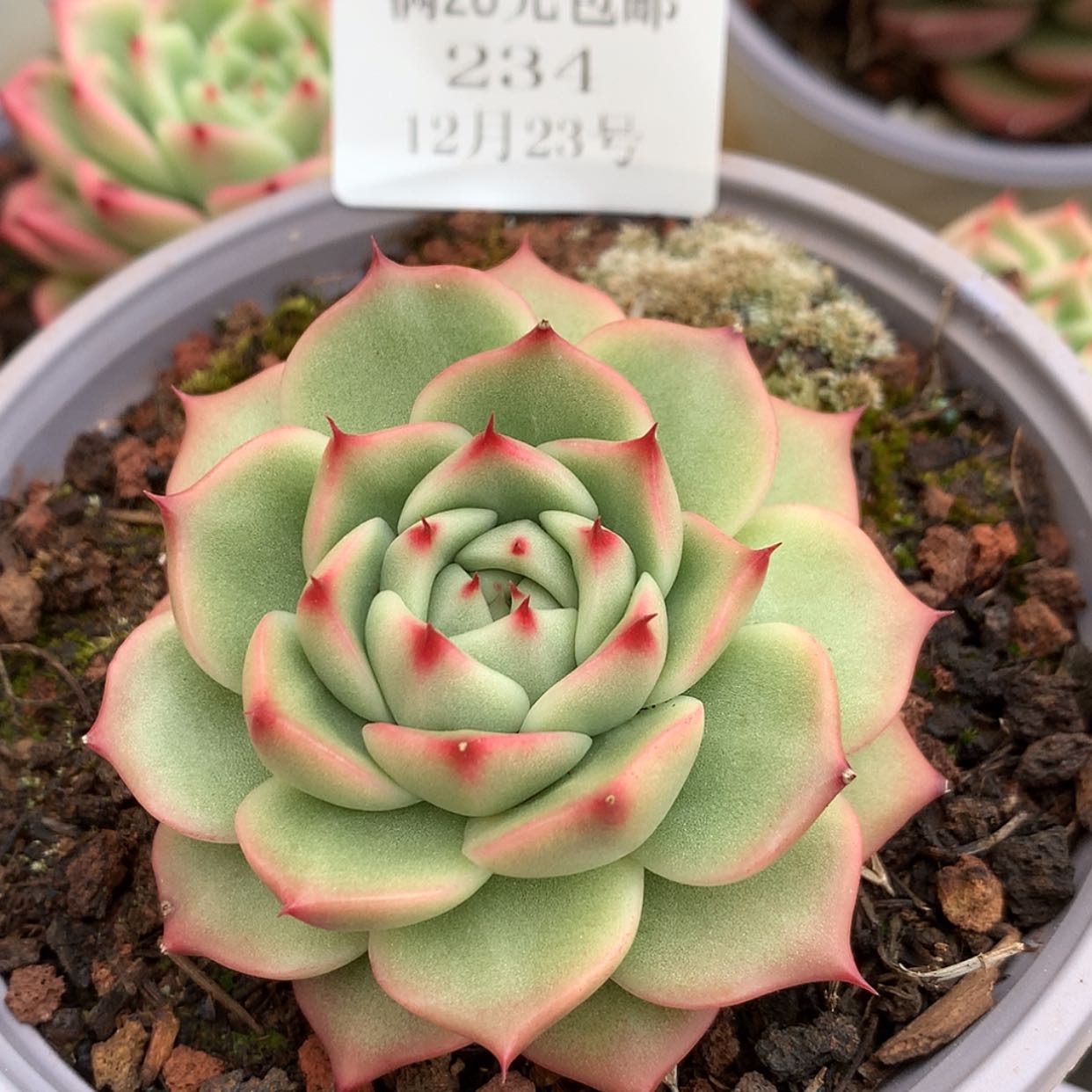 【闪购商品】云234号