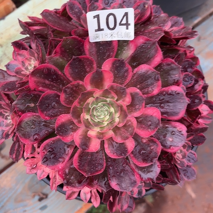 104黑魔锦掌心多肉法师锦