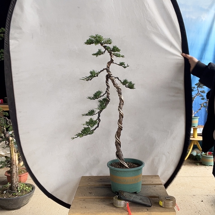 无花朵冀州真柏盆景老桩