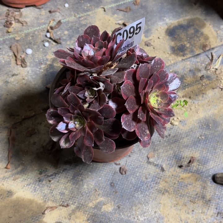 瑞妈，。。。。。。095水果糖，