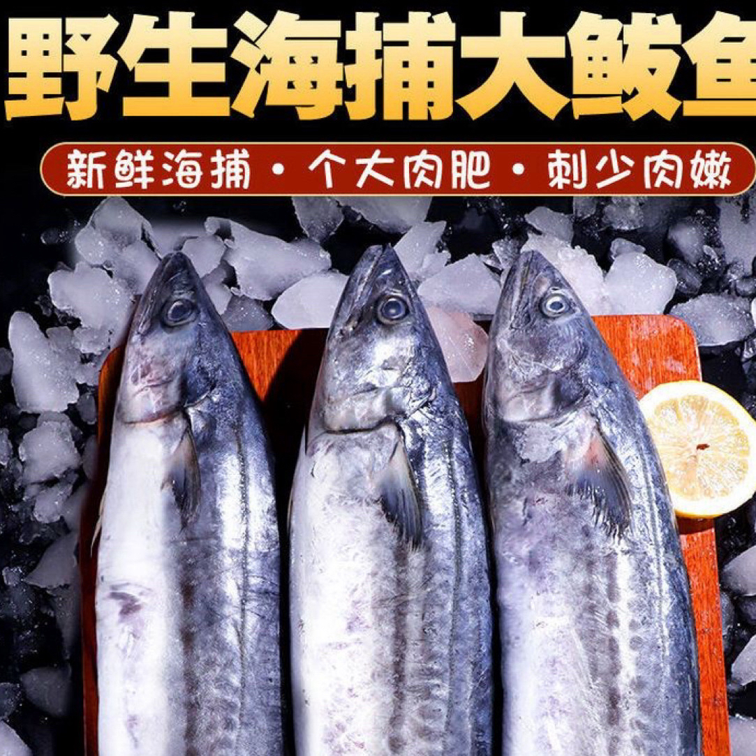 渤海湾野生深海大鲅鱼，10斤左右一条，25一斤