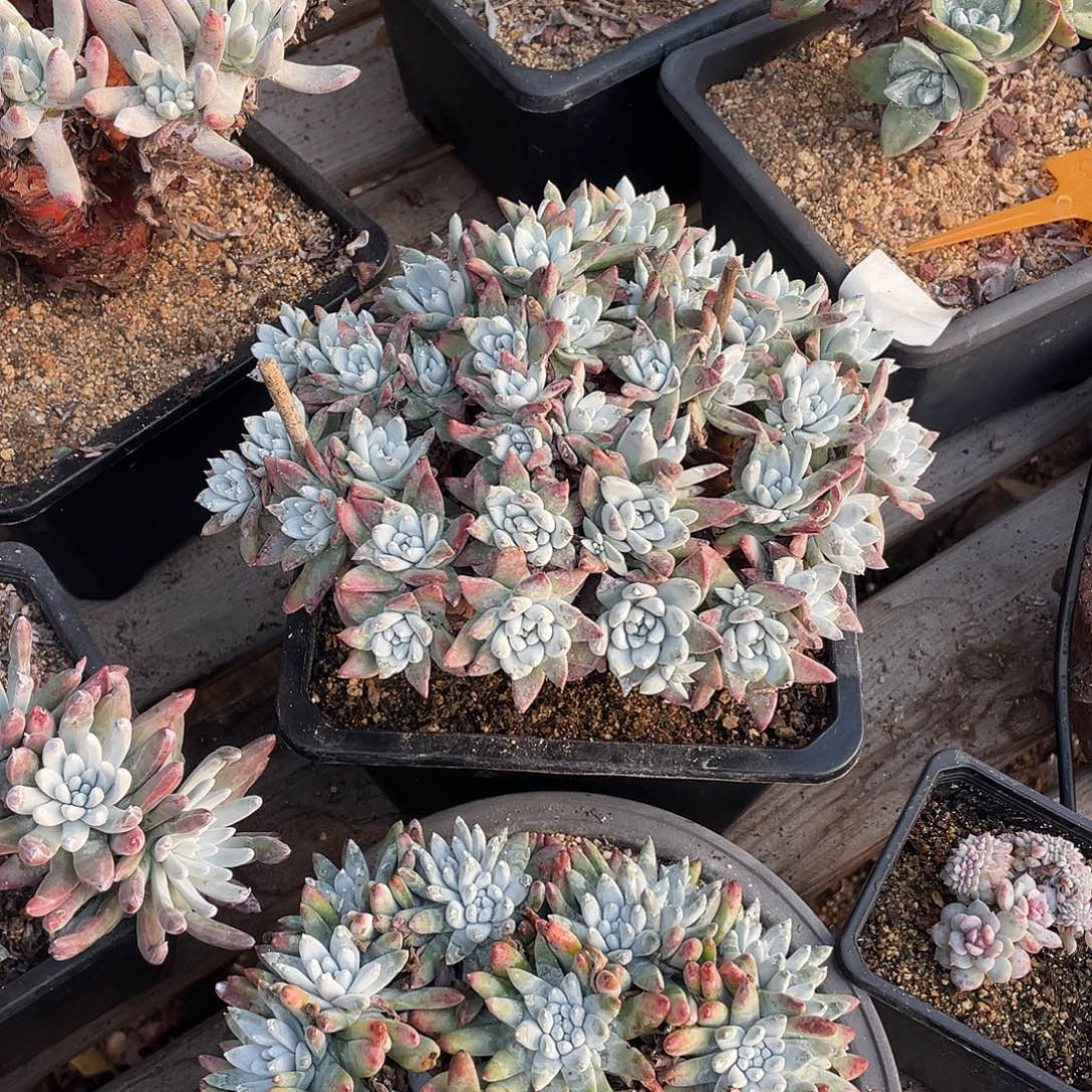 晨溪园艺仙女杯呀