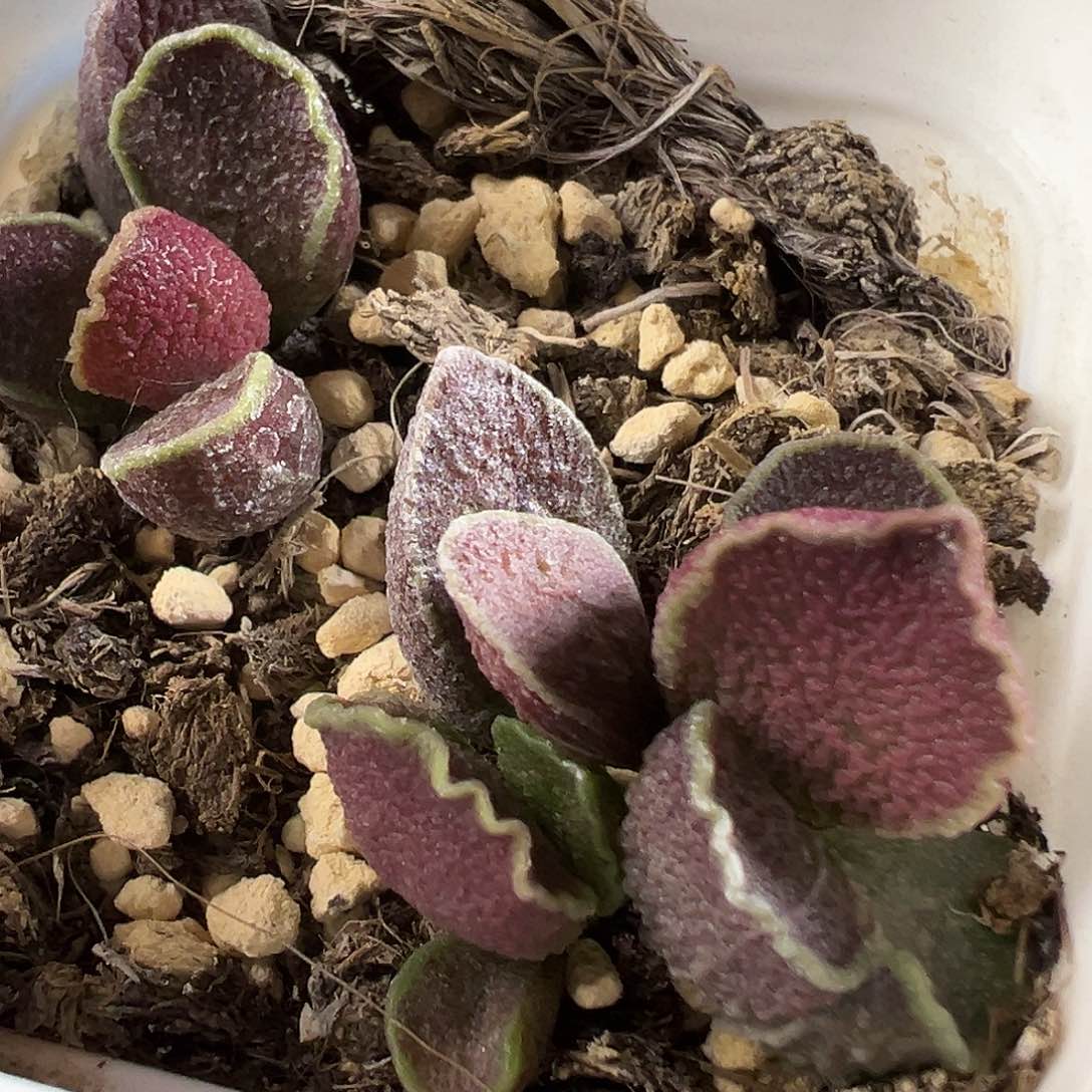 美系流苏两颗一起多肉植物