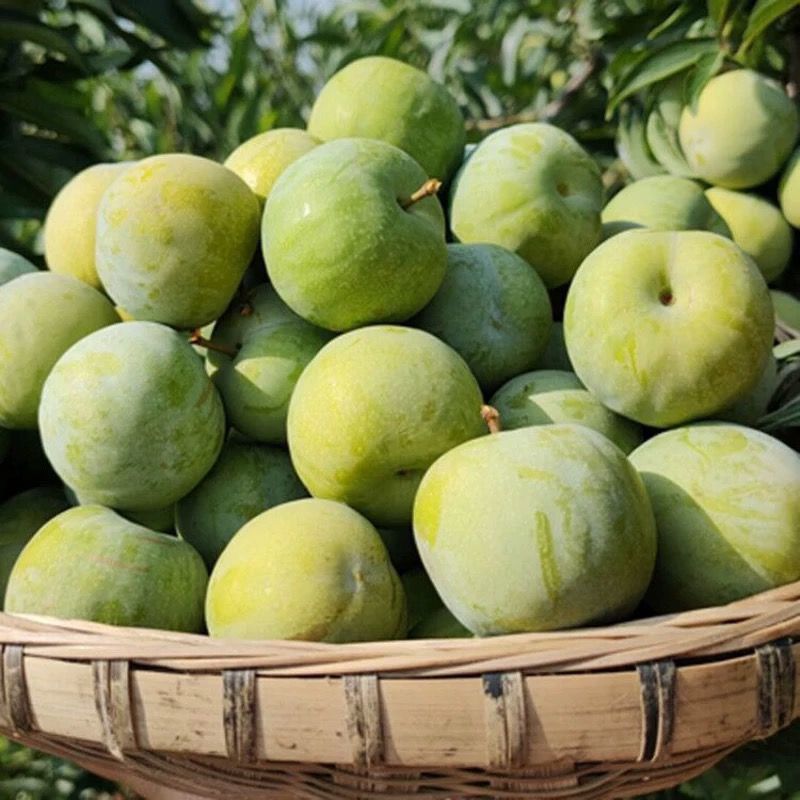 农村姑娘专属-现摘现发-贵州本地李子