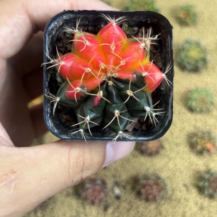 实生米哈锦带盆土发货