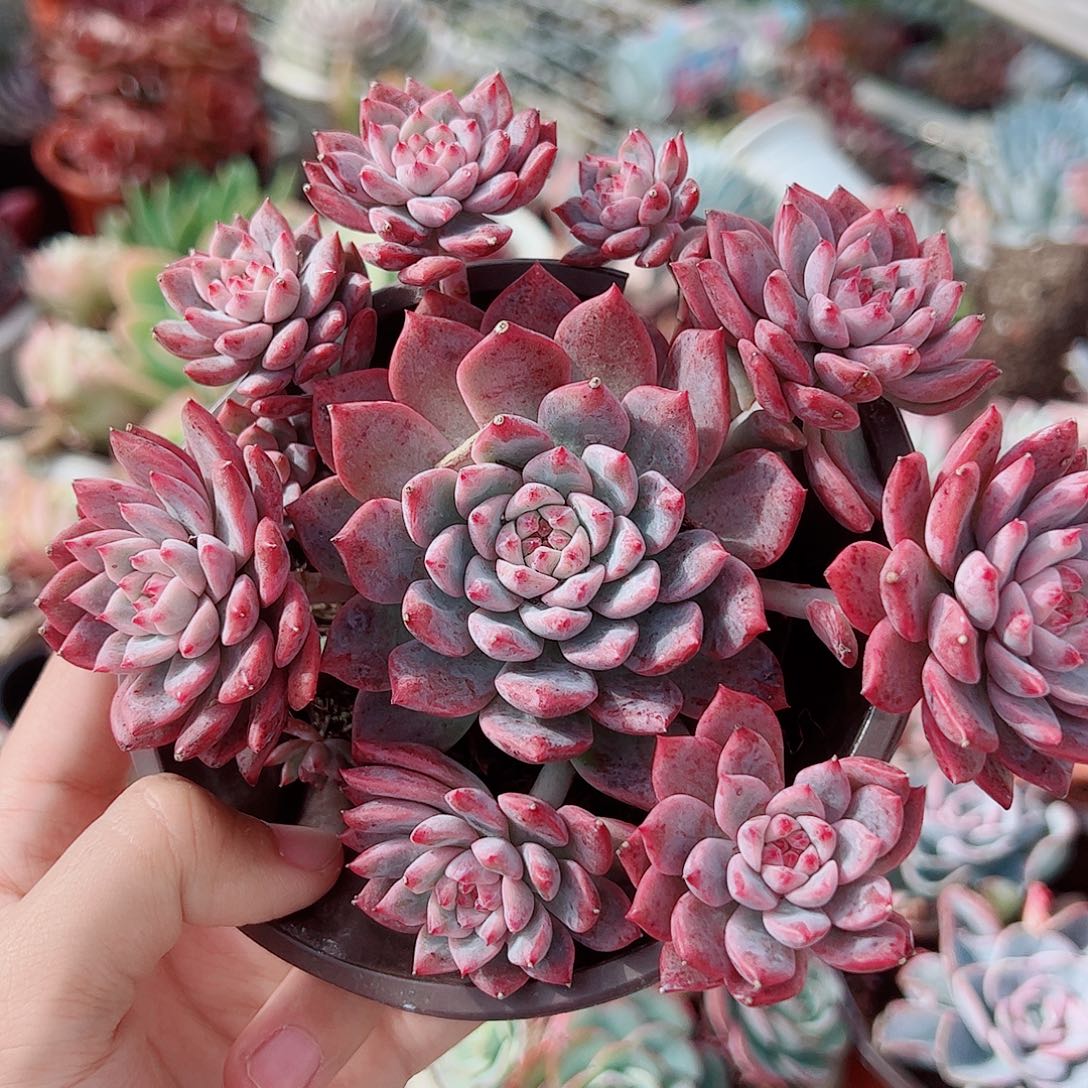 霜花多头造型精品特价