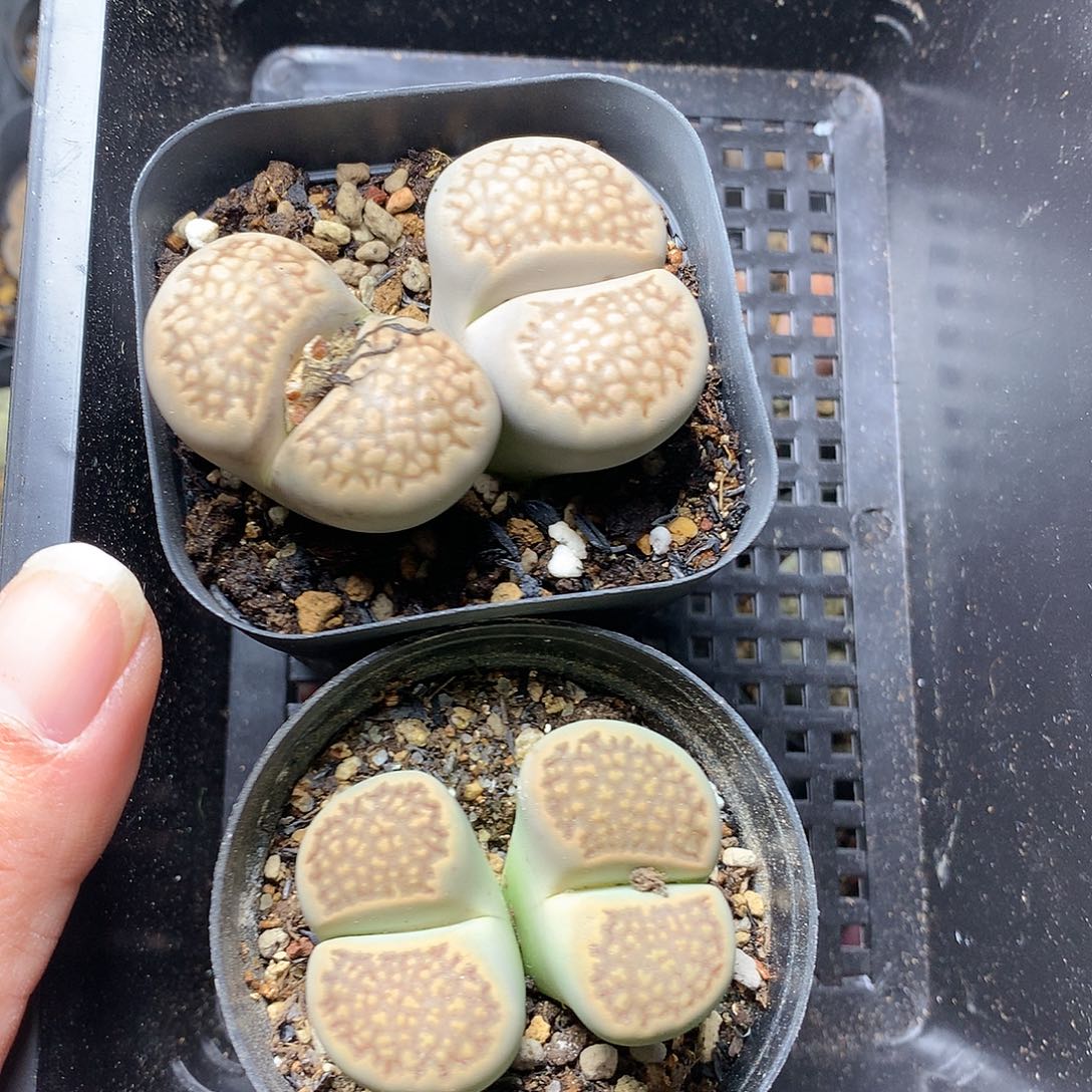 虾*…G424多肉植物保护研究所