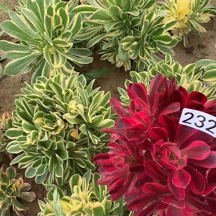 232彦宁➕美杜莎多1