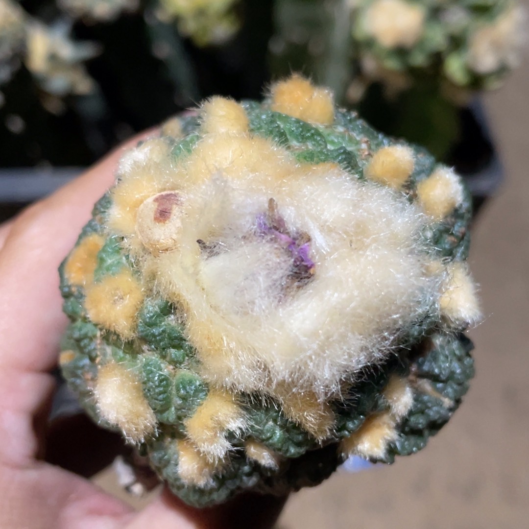 菜花牡丹856 仙人球