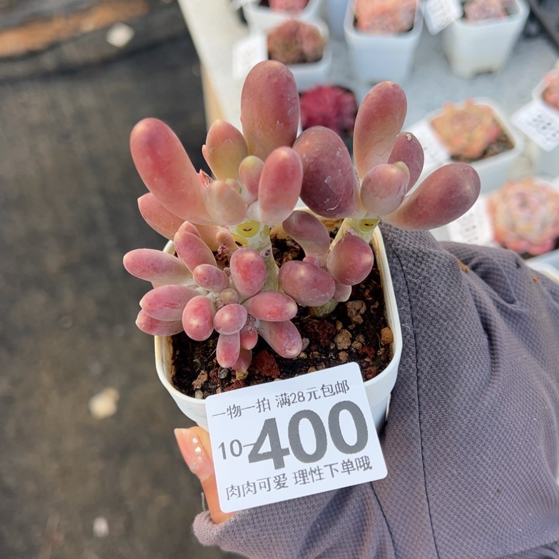 金蟾多肉多肉多肉多肉