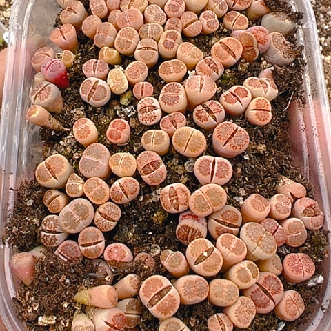 【闪购商品】?25200