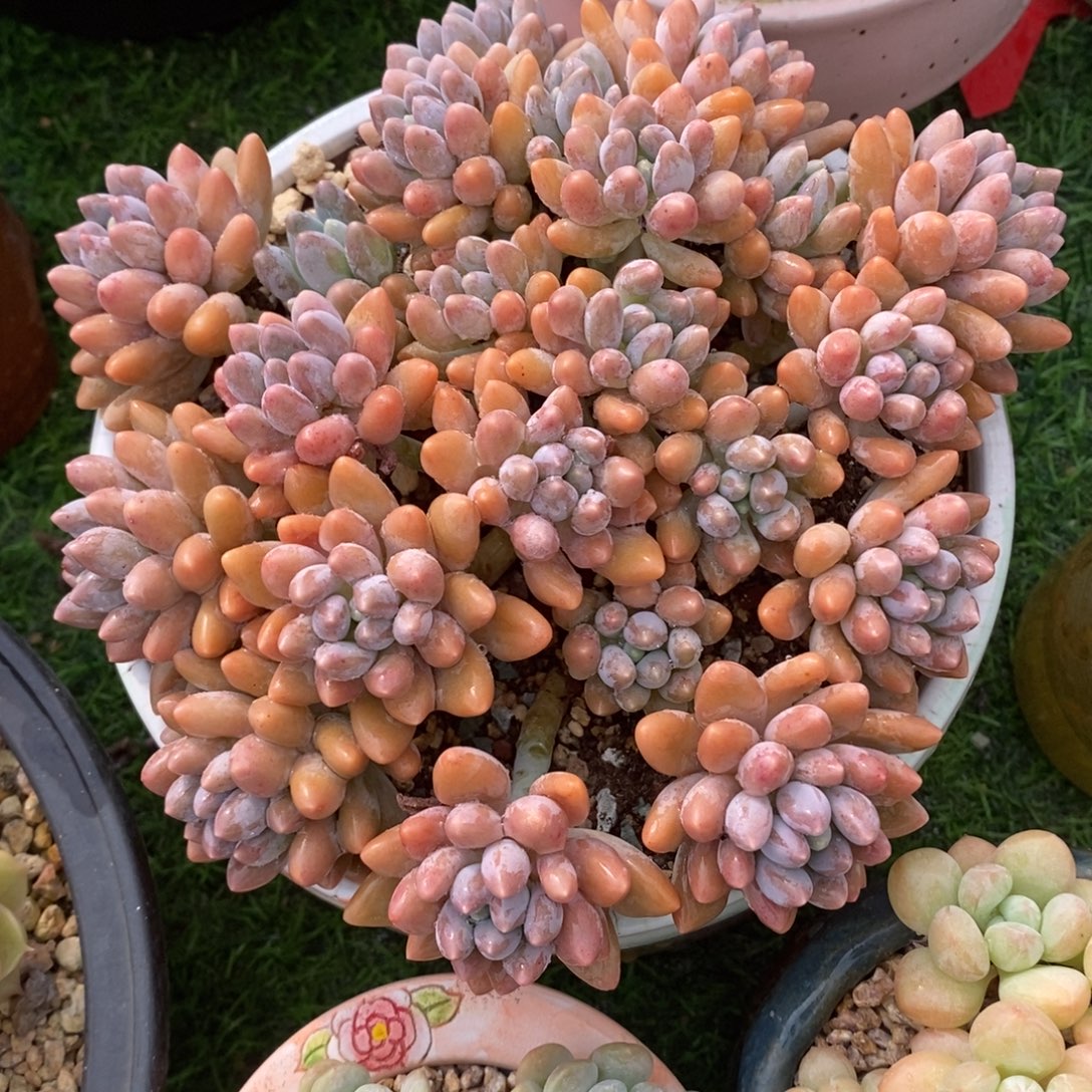 星黛露整桩无砍包邮