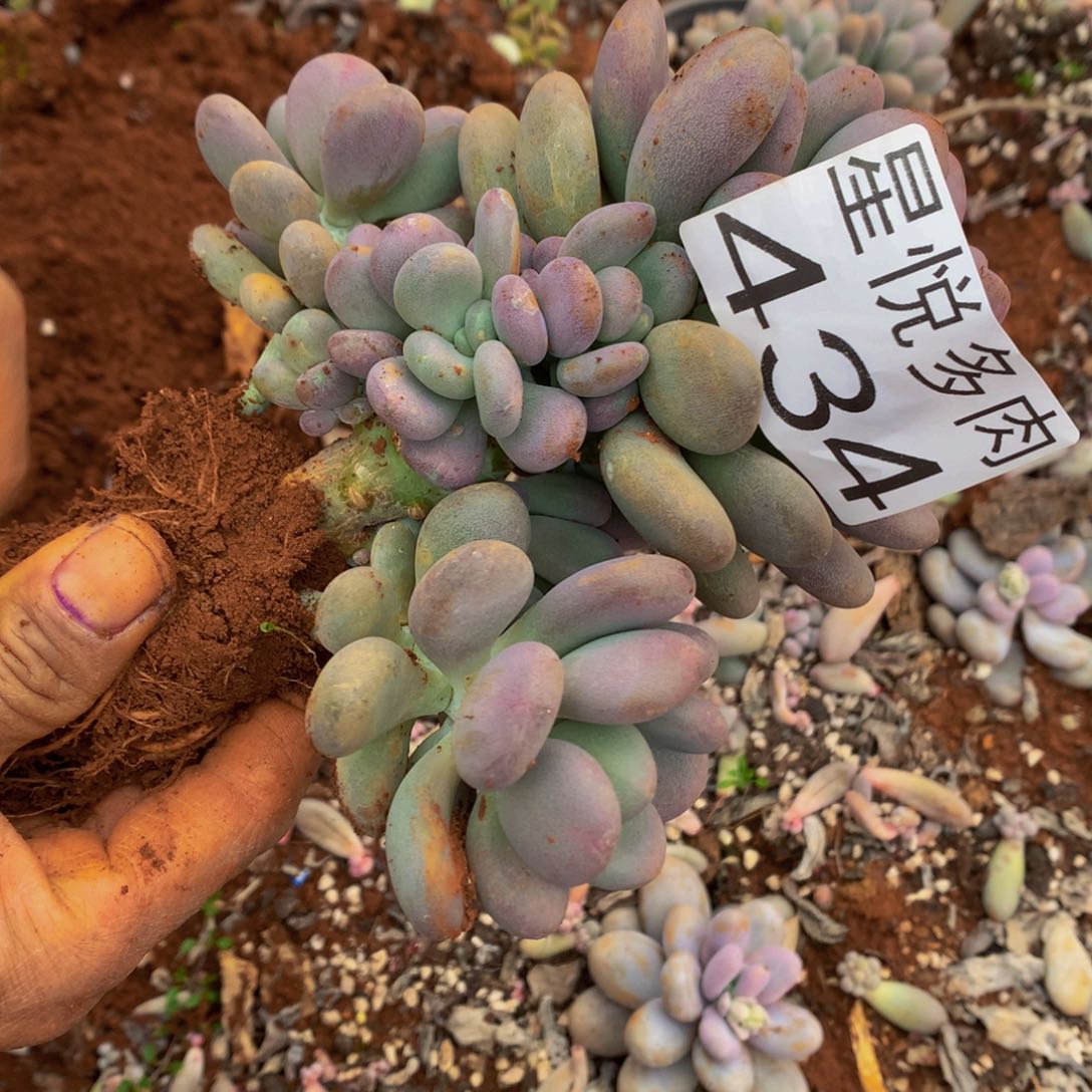 434月美人精品多肉