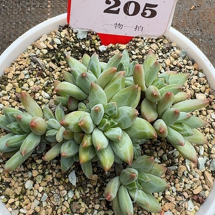 美人205多肉植物